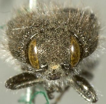 Media type: image;   Entomology 24422 Aspect: head frontal view